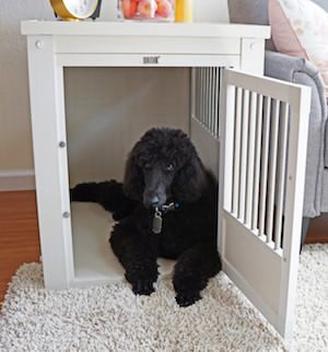 5 parasta koiran huonekalulaatikkoa: hienot ja toiminnalliset päätypöydät!