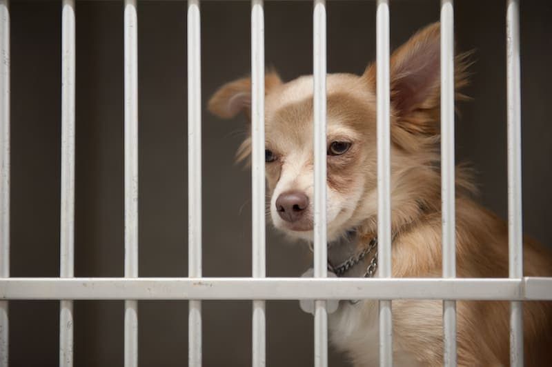 Le migliori gabbie per cani resistenti e a prova di fuga