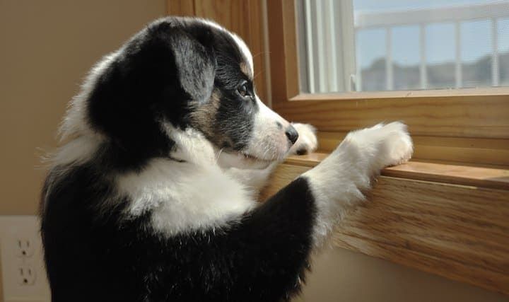 предотвратяване на тревожност при раздяла с кучета