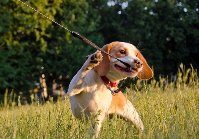 רצועות הכלבים הטובות ביותר לעיסה: רצועות עמידות בפני החבטות של כלבך!