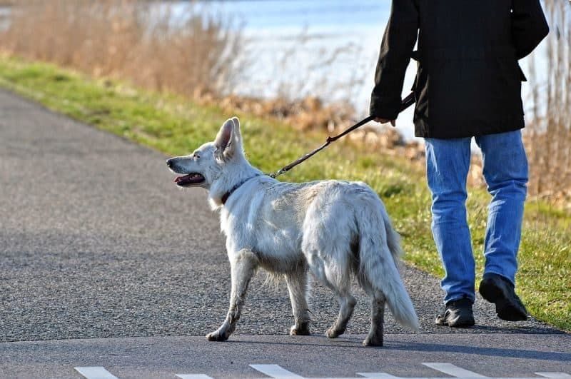 10 najboljih psećih uzica: ove povodce napravljene su za šetnju
