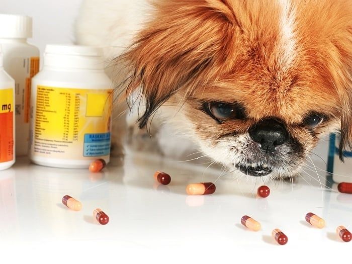 Antibiotika für Hunde