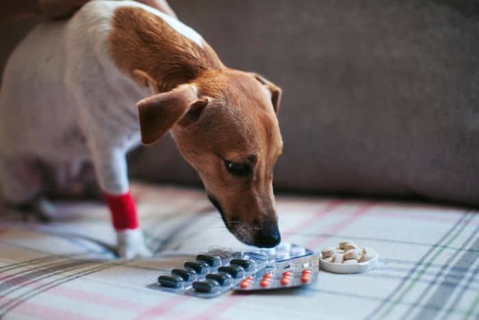 Clavamox til hunde: bivirkninger, dosering og mere!