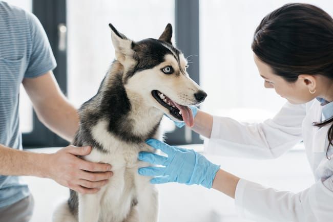 Tierarztbesuch beim Hund