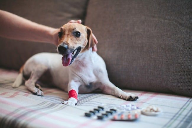 Vaistai šunų elgesiui: kaip gauti receptą (ir nuspręsti dėl vaisto)?