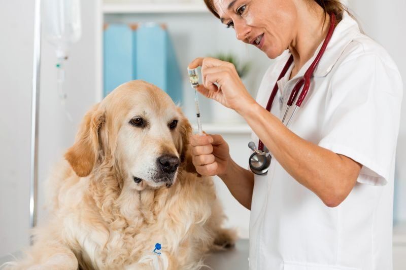 Metacam-Dosierung für Hunde
