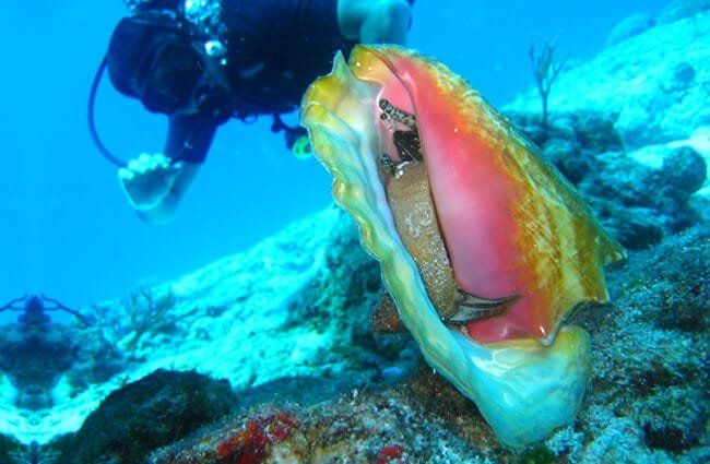 Plongeur approchant Live Conch