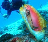 Plongeur approchant Live Conch