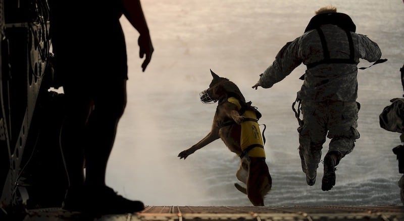 150+ noms de chiens militaires