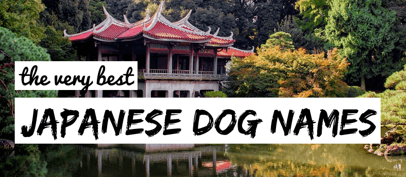 جاپانی کتے کے نام: فیڈو کے لیے اورینٹ سے متاثر نام کے خیالات!