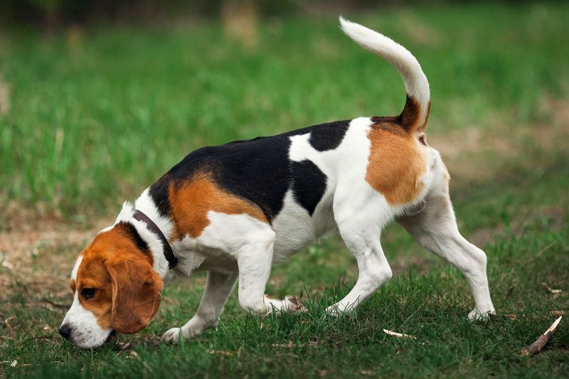 beagles adalah orang Inggeris