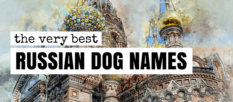 Plus de 90 noms de chiens russes : des noms inspirés de Moscou pour votre chien !