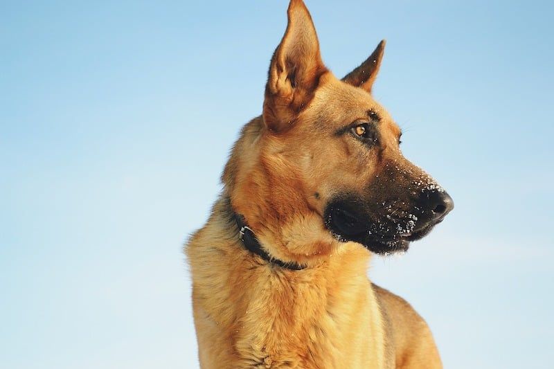 Malaking Mga Pangalan ng Aso: Mga Nangungunang Pangalan Para sa Mga Colossal Canine!
