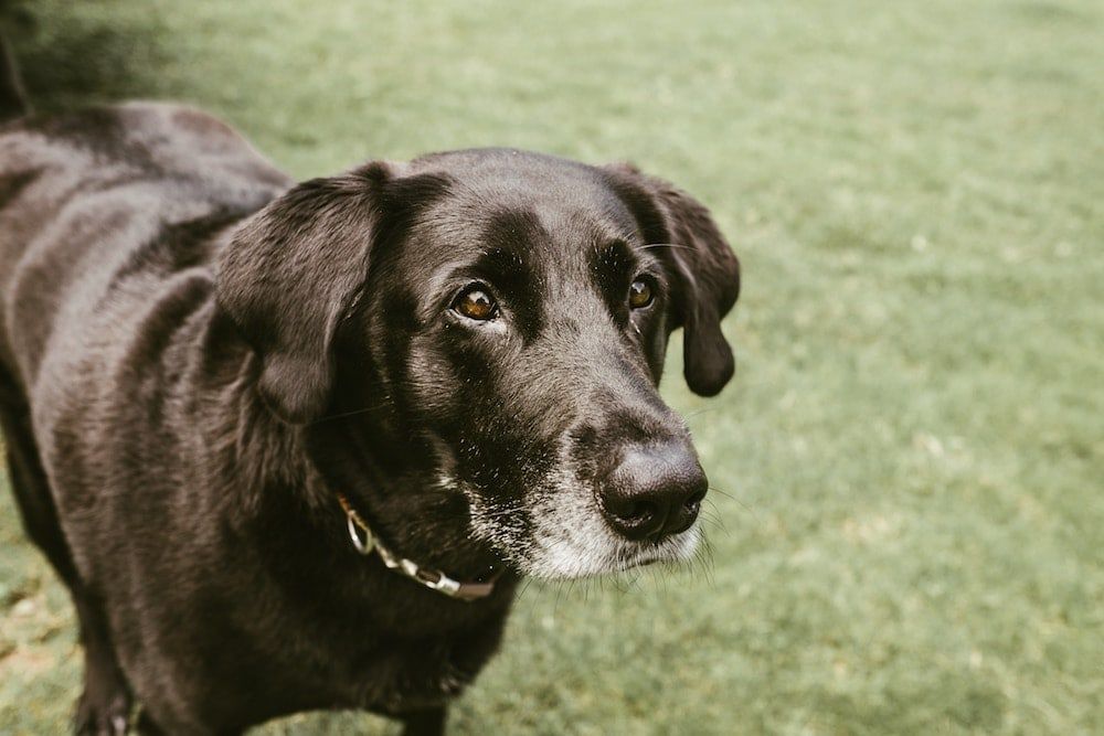 100+ alte Hundenamen für Ihren grauhaarigen Hund
