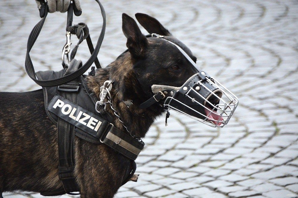 101 poliisin koiranimeä rikollisuutta torjuville koirille!