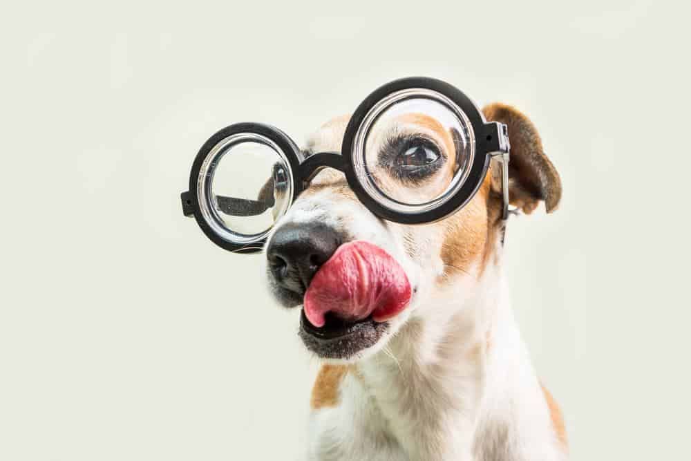 175+ имена на нервни кучета: Geeky имена за вашия кучешки!