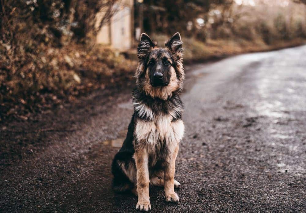 Tên con chó có nghĩa là trung thành: Tên hoàn hảo cho con chó tận tâm của bạn