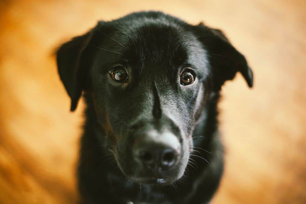 Plus de 80 noms de chiens noirs : des titres pour votre ami à fourrure noire !