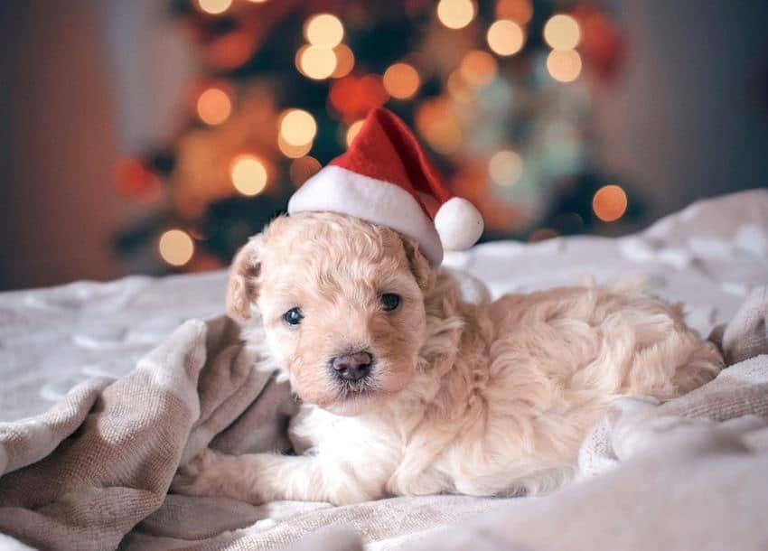 Daugiau nei 60 mielų Kalėdų teminių šunų vardų jūsų mielam šuniui!