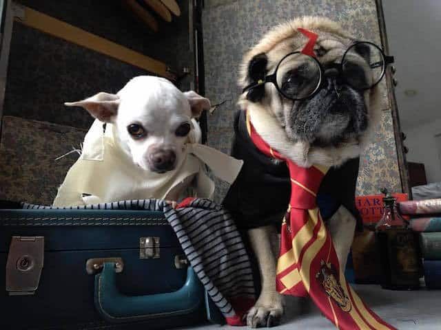 Harry Potter kutyanevek: címek Roxforti kutyáknak!