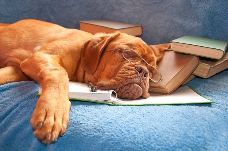 Plus de 170 noms de chiens littéraires pour votre compagnon de lecture !