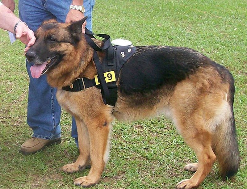 Military Dog Lex
