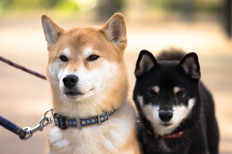 150+ noms de chiens d'Anime étonnants