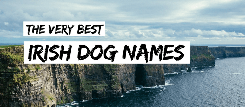 75+ irských jmen psů