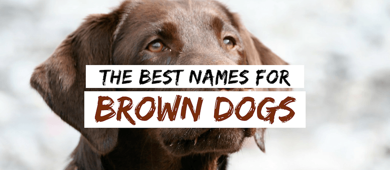 +80 noms de chiens bruns