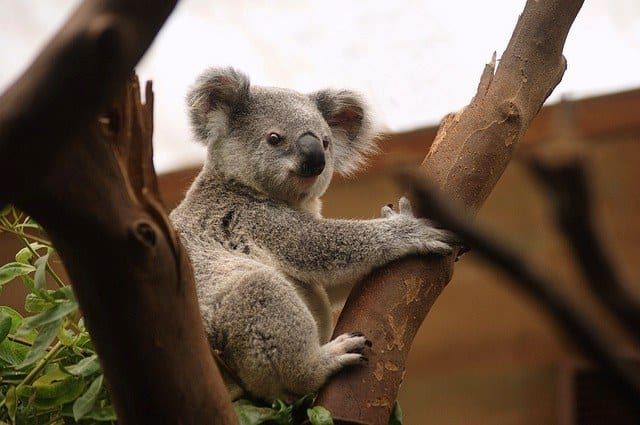 Australie-koala