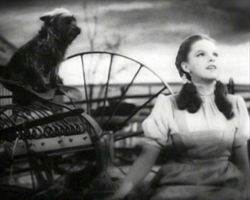 Toto était Dorothy