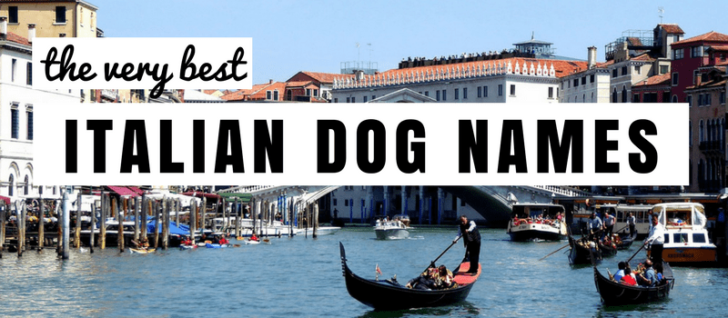 130 noms de chiens italiens incroyables