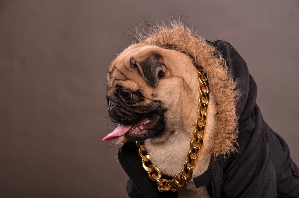 Mga Pangalan ng Rapper Dog: Mag-drop ng isang Bone Para sa Mga Ideyang Pangalan!