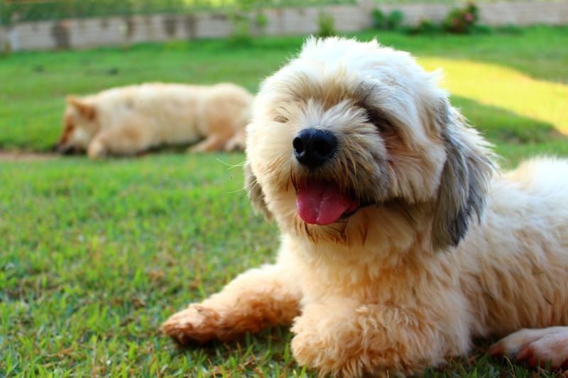 Chińskie imiona dla psów: ulubione imiona z Chin!