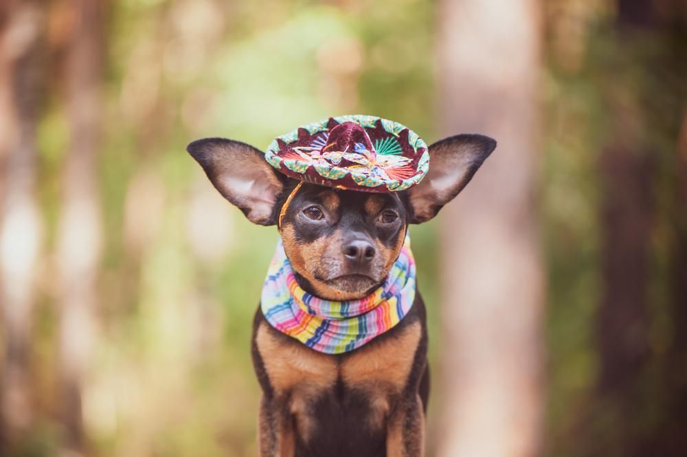 Noms de chiens mexicains : idées de noms pour votre perro !