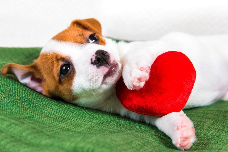 sukupuolineutraalit koiranimet tarkoittavat rakkautta