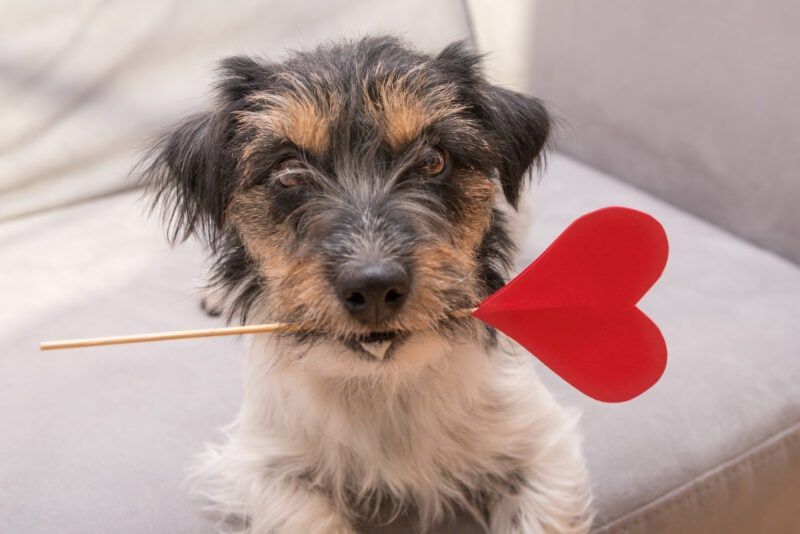 125+ Nama Anjing Bererti Cinta: Nama Manis Untuk Empat Kaki Anda