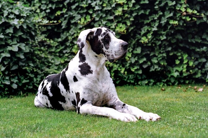Great Danes adalah anjing yang tenang