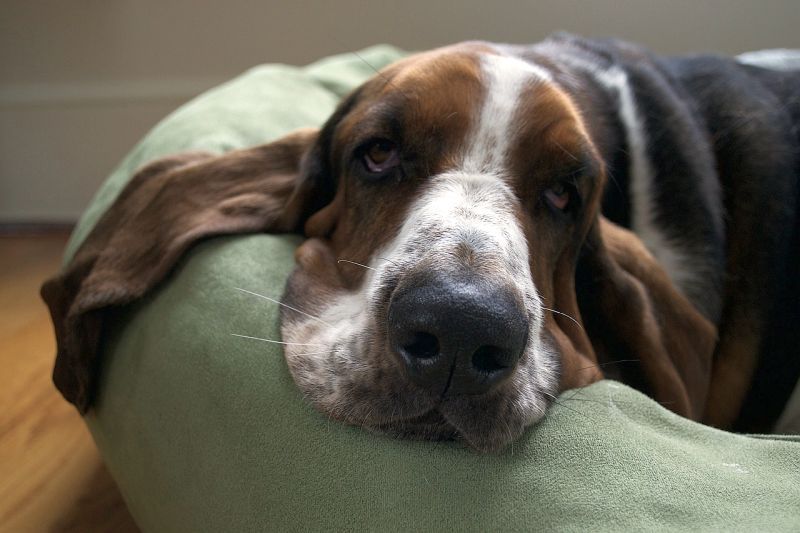 Basset hound adalah keturunan yang tenang