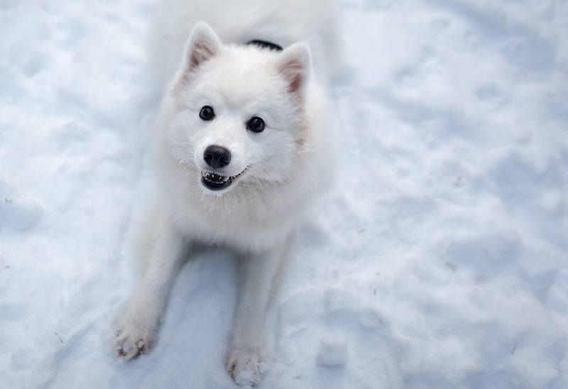 100+ vidunderlige hvide hunde navne til din lys-furede firfod!