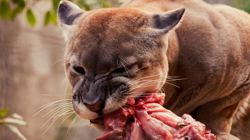 Apa yang Panthers Makan?