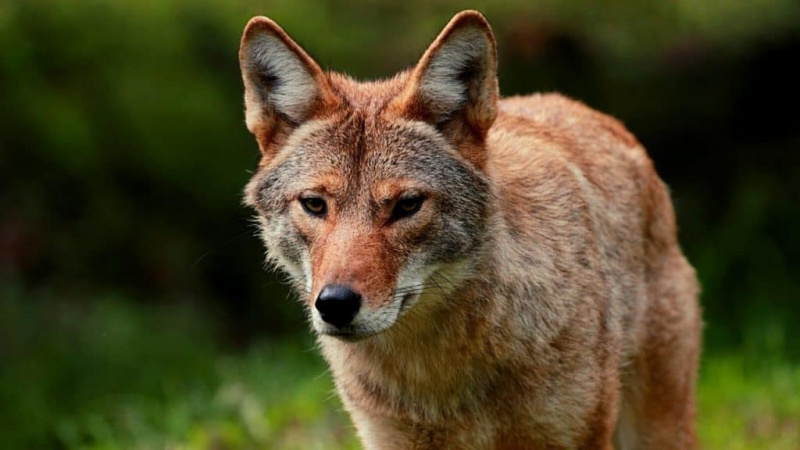8 Pet Coyote-feiten die u moet weten!