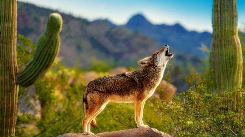  Coyote hurlant dans le désert américain