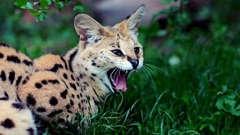   Chat serval agressif