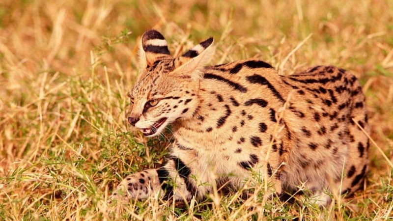   Chasse au chat serval adulte