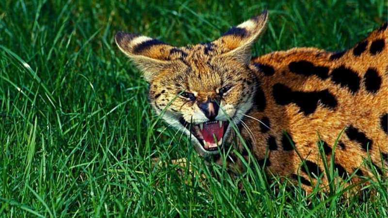   Chat serval dangereux