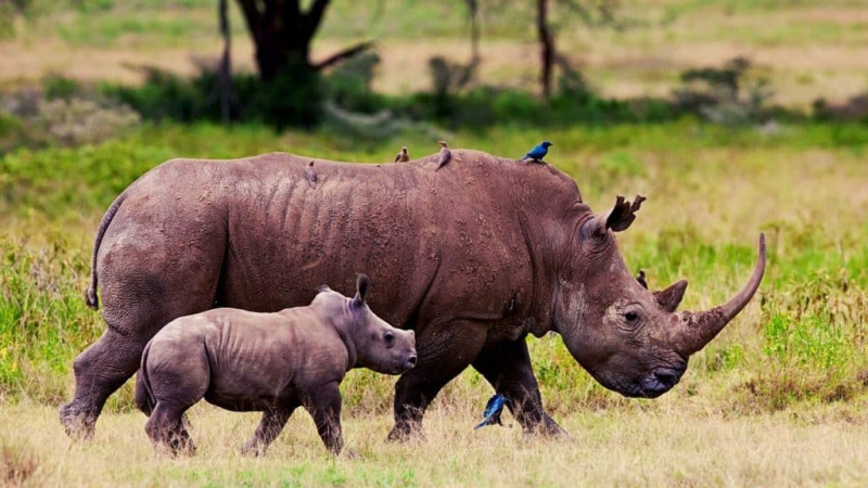   Bébé rhinocéros avec sa mère