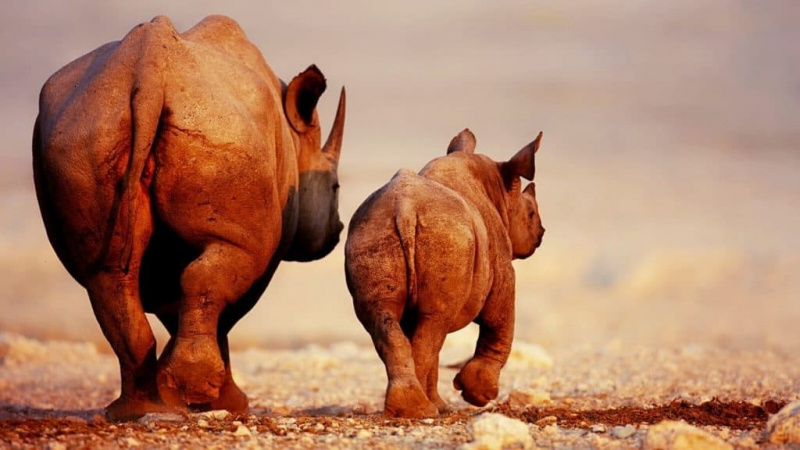   Deux rhinocéros marchant