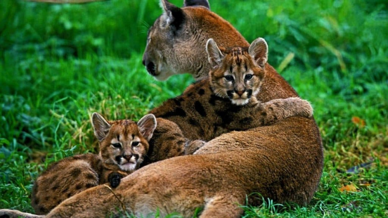   Puma-Mutter mit Jungen