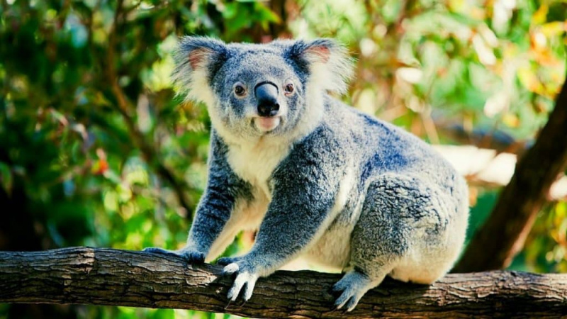   Koala sur une branche